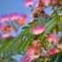 Albizia julibrissin ´Ombrella´®