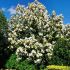 Magnolia grandiflora