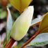 Magnolia grandiflora ´Exmouth´ na kmienku