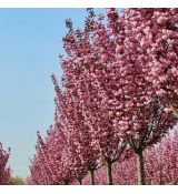 Prunus serrulata ´Royal Burgundy´