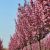 Prunus serrulata ´Royal Burgundy´