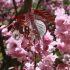 Prunus serrulata ´Royal Burgundy´