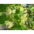 Tilia cordata ´Greenspire´