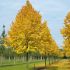 Tilia cordata ´Greenspire´