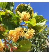 Tilia cordata ´Winter Orange´