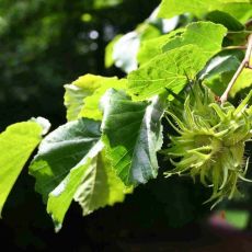 Corylus colurna