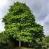 Corylus colurna