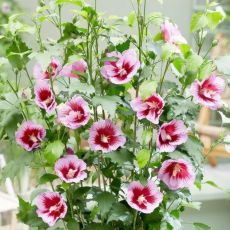 Hibiscus syriacus ´Flower Tower Purple´