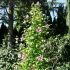 Hibiscus syriacus ´Flower Tower Purple´