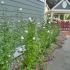 Hibiscus syriacus ´Flower Tower White´