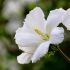 Hibiscus syriacus ´Flower Tower White´