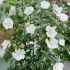 Hibiscus syriacus ´Flower Tower White´