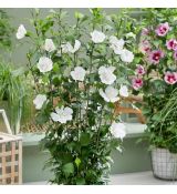 Hibiscus syriacus ´Flower Tower White´