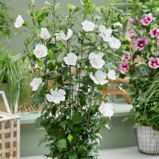 Hibiscus syriacus ´Flower Tower White´