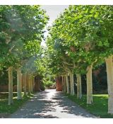 Platanus x acerifolia (hispanica)