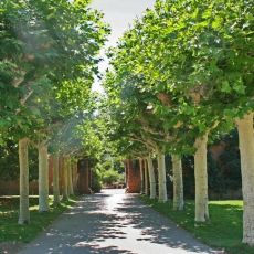 Platanus x acerifolia (hispanica)