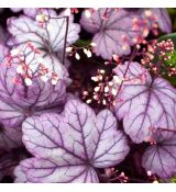 Heuchera ´Forever Purple´ 9x9 / 0,5L