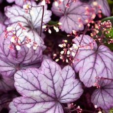 Heuchera ´Forever Purple´