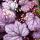 Heuchera ´Forever Purple´