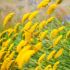 Achillea millefolium ´Moonshine´