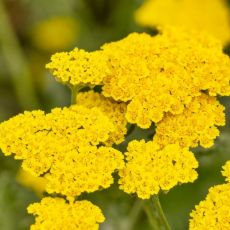 Achillea millefolium ´Moonshine´