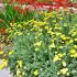 Achillea millefolium ´Moonshine´