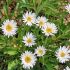 Aster alpinus ´Albus´