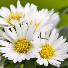 Aster alpinus ´Albus´