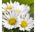 Aster alpinus ´Albus´ 9x9 / 0,5L