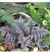 Athyrium niponicum 'Burgundy Lace' ®