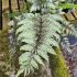 Athyrium niponicum 'Metallicum'