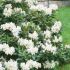 Rhododendron ´Cunningham´s White´