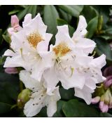 Rhododendron ´Cunningham´s White´