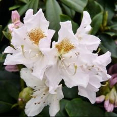 Rhododendron ´Cunningham´s White´