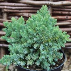 Juniperus Squamata ´Blue Star´