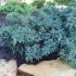 Juniperus Squamata ´Blue Star´