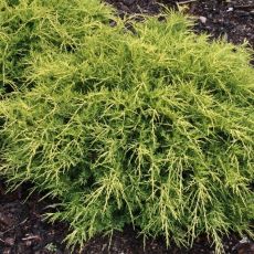 Juniperus pfitzeriana ´Old Gold´