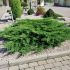 Juniperus hor. ´Prince of Wales´