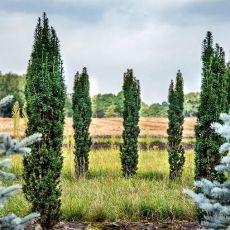 Taxus baccata ´Fastigiata Robusta´