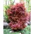 Acer palmatum ´Skeeter´s Broom´