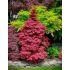 Acer palmatum ´Skeeter´s Broom´