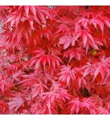 Acer palmatum ´Skeeter´s Broom´