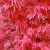 Acer palmatum ´Skeeter´s Broom´