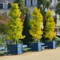 Ginko biloba ´Fastigiata´