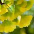 Ginko biloba ´Fastigiata´