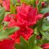 Azalea japonica ´Mix´