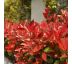 Photinia x fraseri 'Red Robin' 9x9 / 0,5L