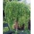 Sophora japonica ´Pendula´ na kmienku