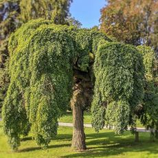 Sophora japonica ´Pendula´ na kmienku