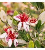 Feijoa sellowiana (Acca)